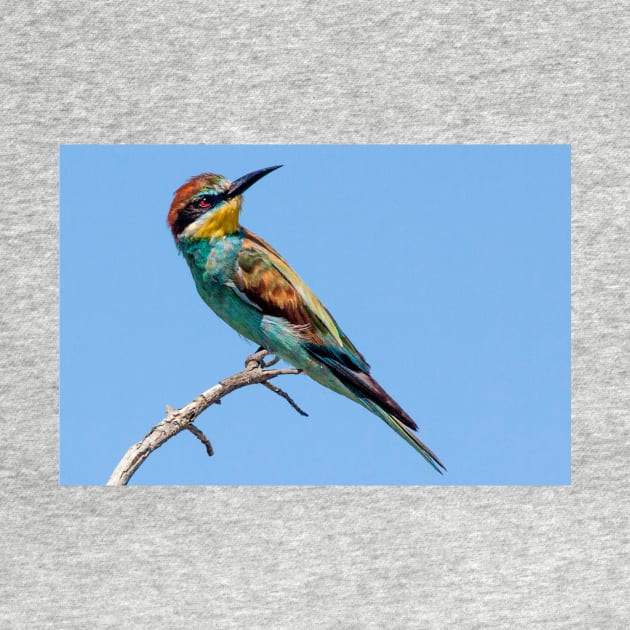 European Bee-eater, South Africa by scotch